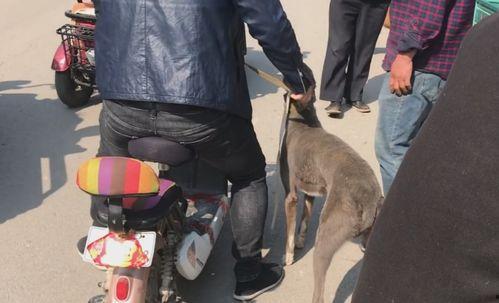 狗哥爆料新鞋视频播放,新鞋视频播放,潮流新品抢先看!  第3张 狗哥爆料新鞋视频播放,新鞋视频播放,潮流新品抢先看!  第3张