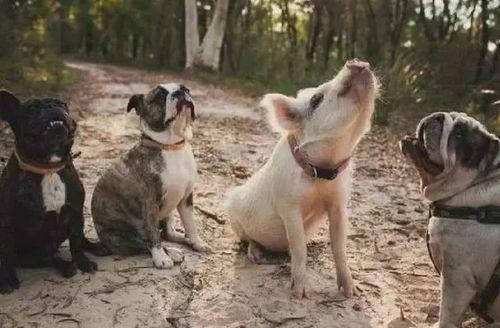 吃瓜网红事件狗子视频,揭秘事件背后真相  第2张 吃瓜网红事件狗子视频,揭秘事件背后真相  第2张