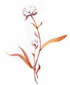 关于花季节最新爆料的文案,揭秘最新花季节秘闻大揭秘  第3张 关于花季节最新爆料的文案,揭秘最新花季节秘闻大揭秘  第3张