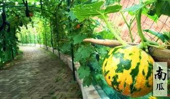 免费吃瓜不可多得的好地方,不可多得的好去处  第3张 免费吃瓜不可多得的好地方,不可多得的好去处  第3张