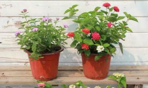 加拿大高管爆料视频最新,企业内幕与行业真相大曝光  第3张 加拿大高管爆料视频最新,企业内幕与行业真相大曝光  第3张