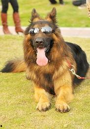 德国牧羊犬爆料视频大全,爆料视频大全精彩瞬间  第2张 德国牧羊犬爆料视频大全,爆料视频大全精彩瞬间  第2张