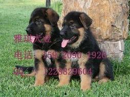 德国牧羊犬爆料视频大全,爆料视频大全精彩瞬间  第3张 德国牧羊犬爆料视频大全,爆料视频大全精彩瞬间  第3张