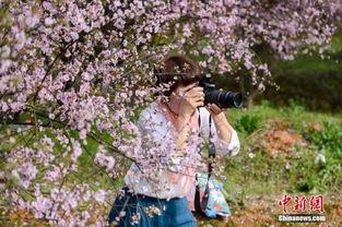 春暖花开 在线观看,在线赏花之旅  第2张 春暖花开 在线观看,在线赏花之旅  第2张