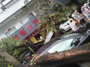 山竹爆料深圳视频,深圳幕后真相大曝光  第2张 山竹爆料深圳视频,深圳幕后真相大曝光  第2张